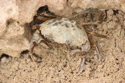 Réf. 281 592 : Carcinus maenas